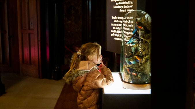 A child looks at the taxidermy bird in a dome as part of Penrhyn Castle's exhibition What a World
